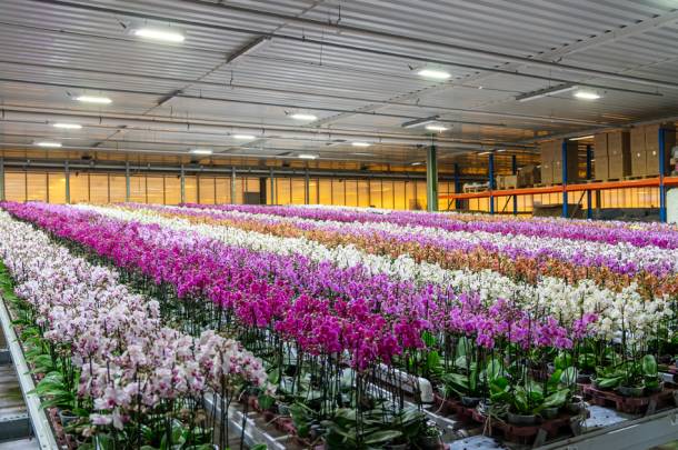 Celieplant impressie afbeeldingen