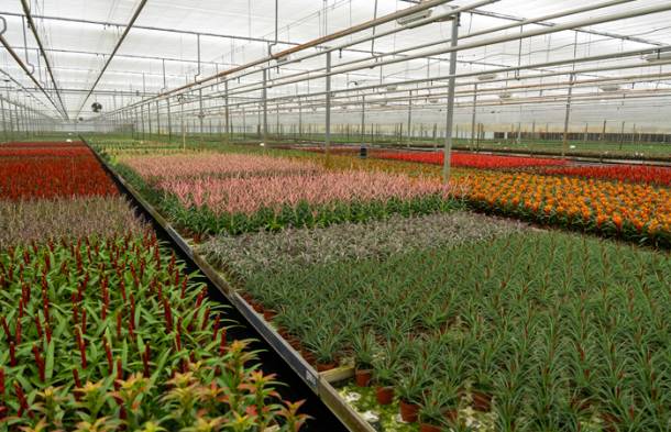 Celieplant impressie afbeeldingen