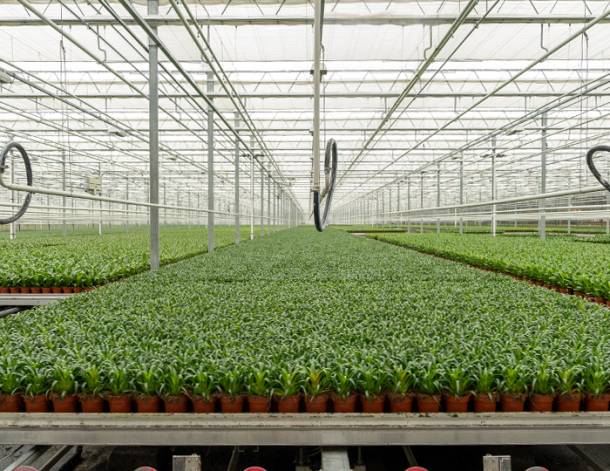 Celieplant impressie afbeeldingen