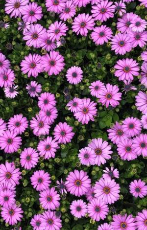 Celieplant impressie afbeeldingen