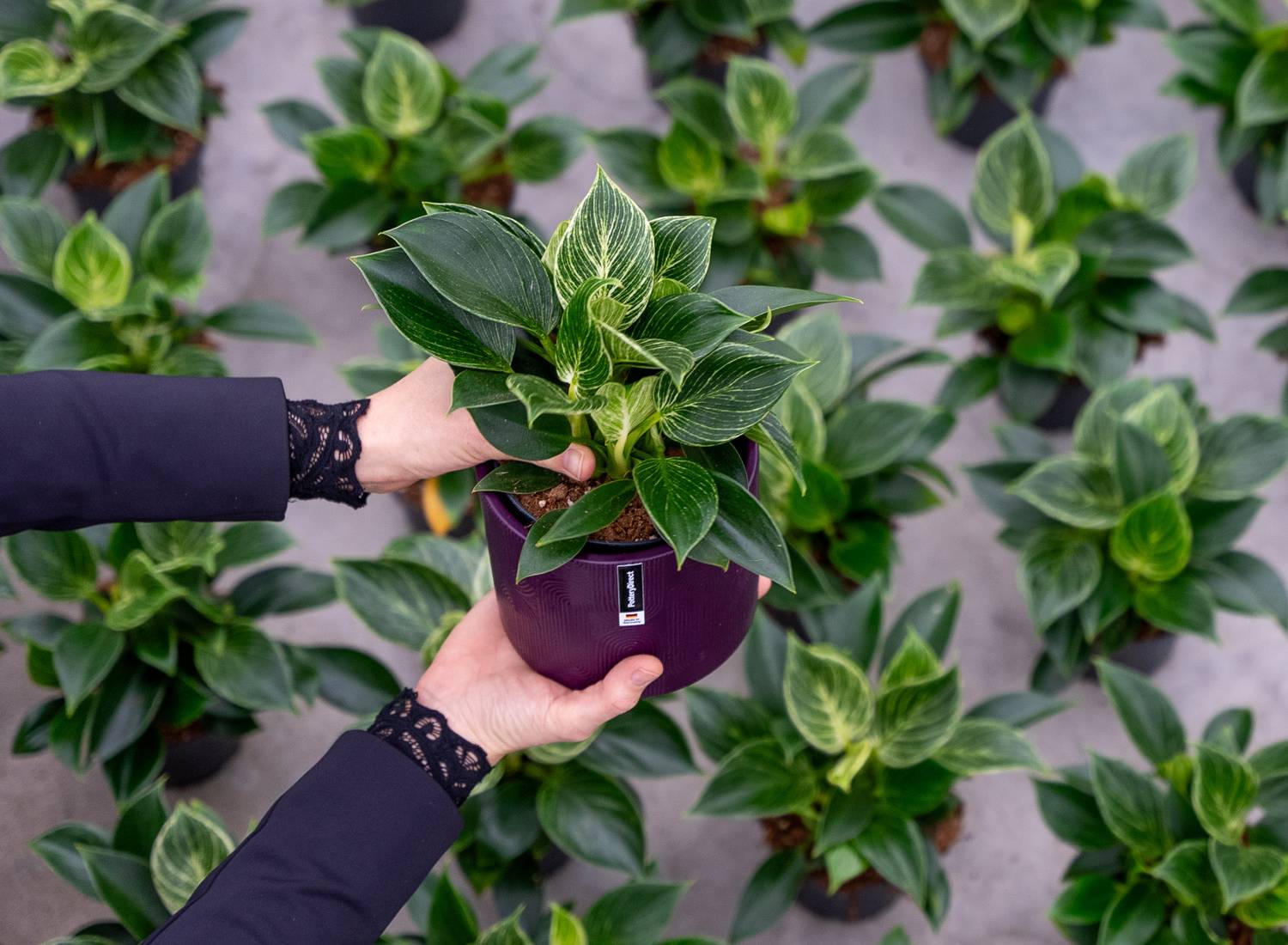 Celieplant efficiëntie & innovatie