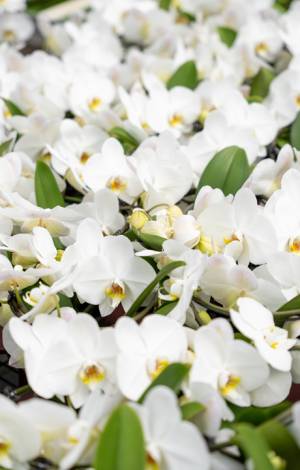 Celieplant impressie afbeeldingen