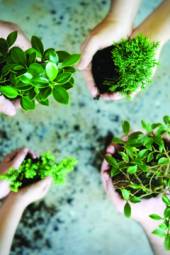 Celieplant impressie afbeeldingen