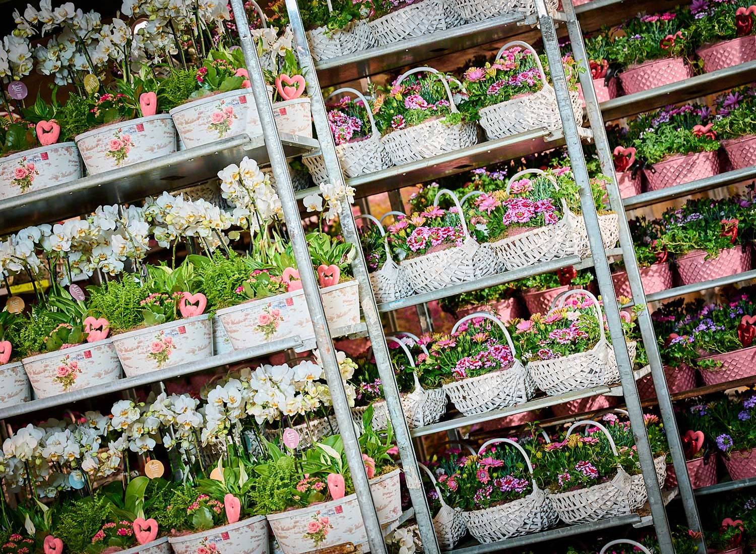 Celieplant breed assortiment