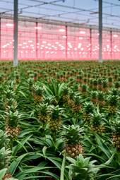 Celieplant impressie afbeeldingen